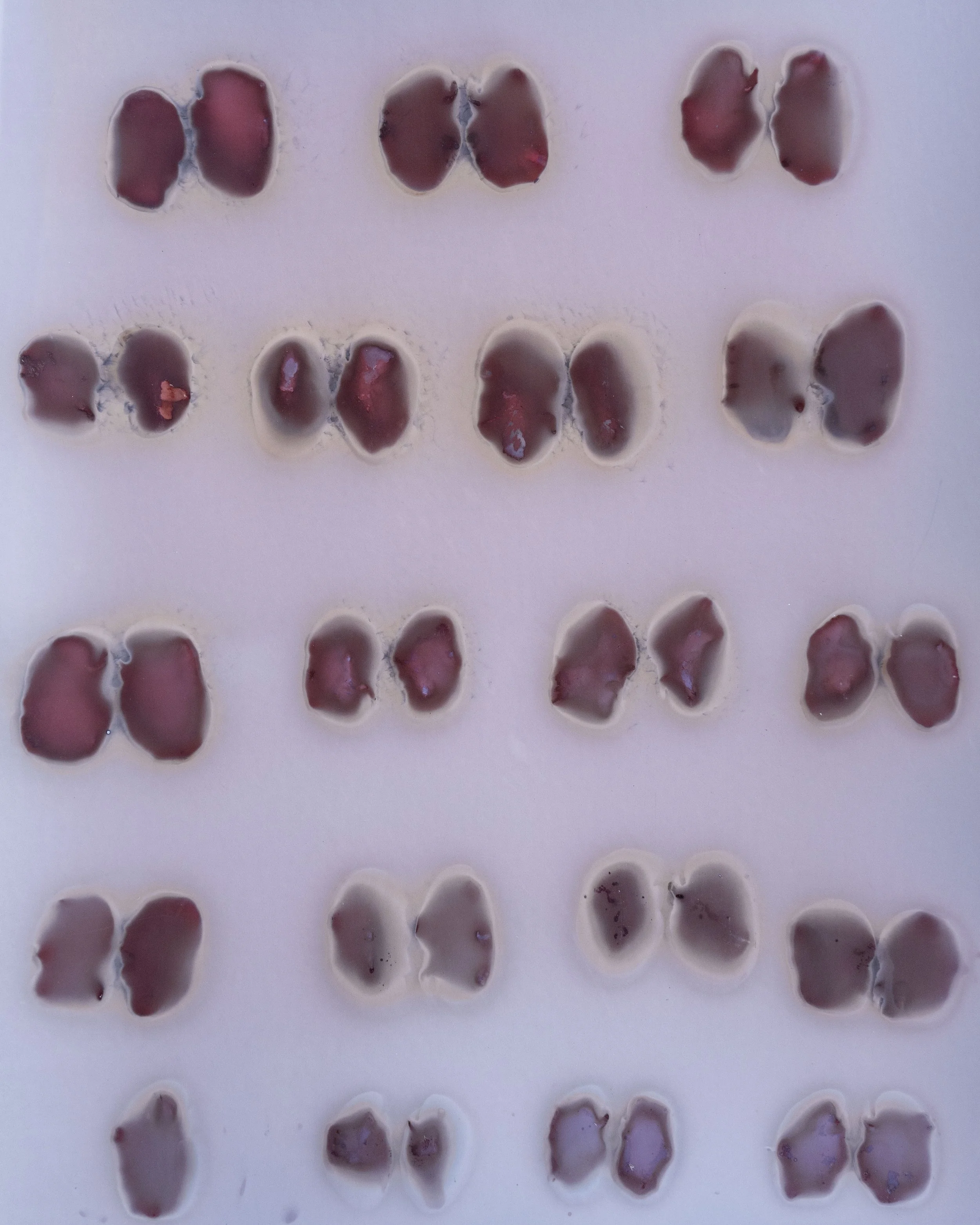 Lima Beans.jpg
