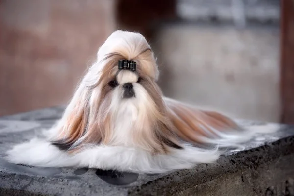 I wish my hair was like my dog's hair...