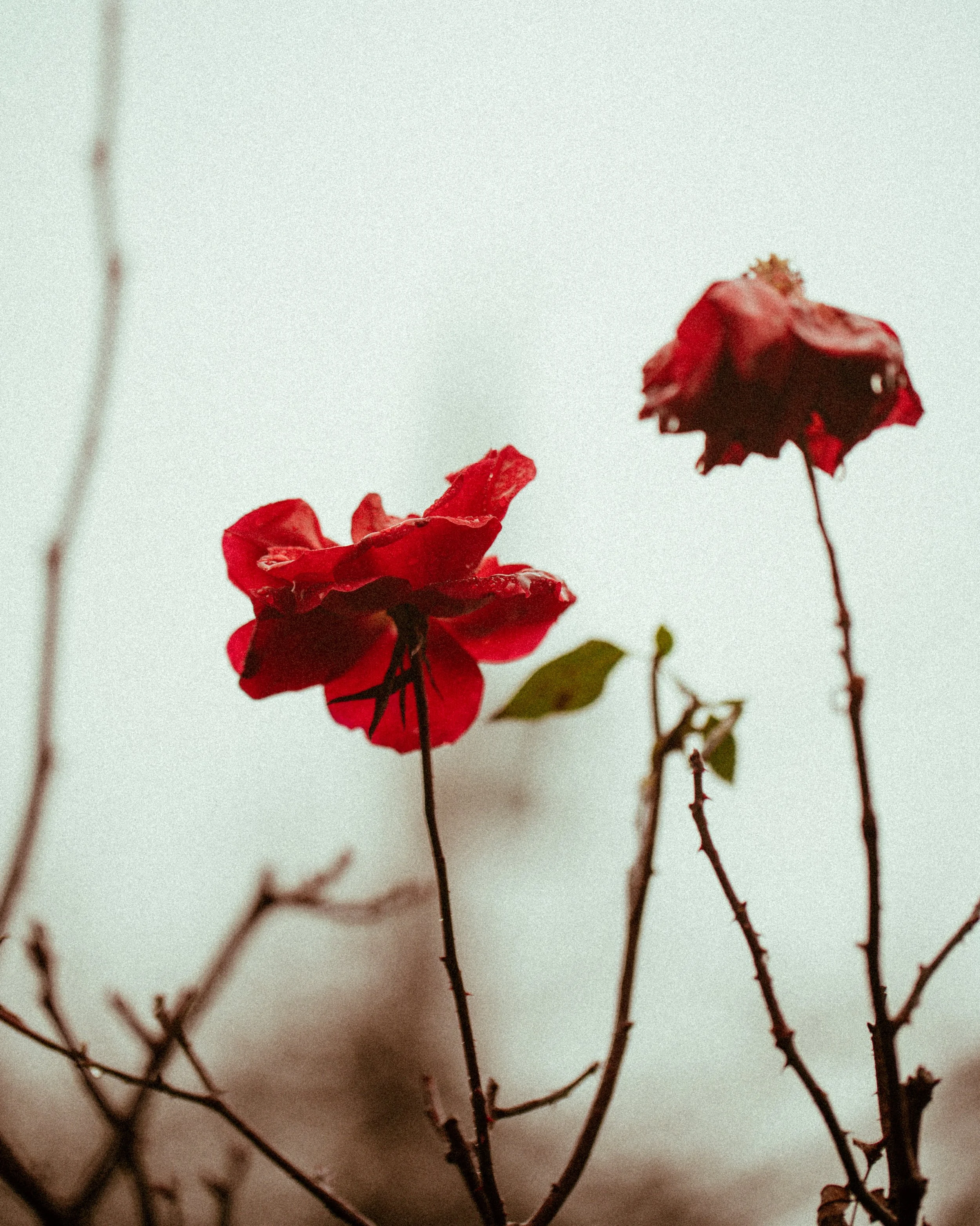 Image by Philippe Nick / Unsplash
