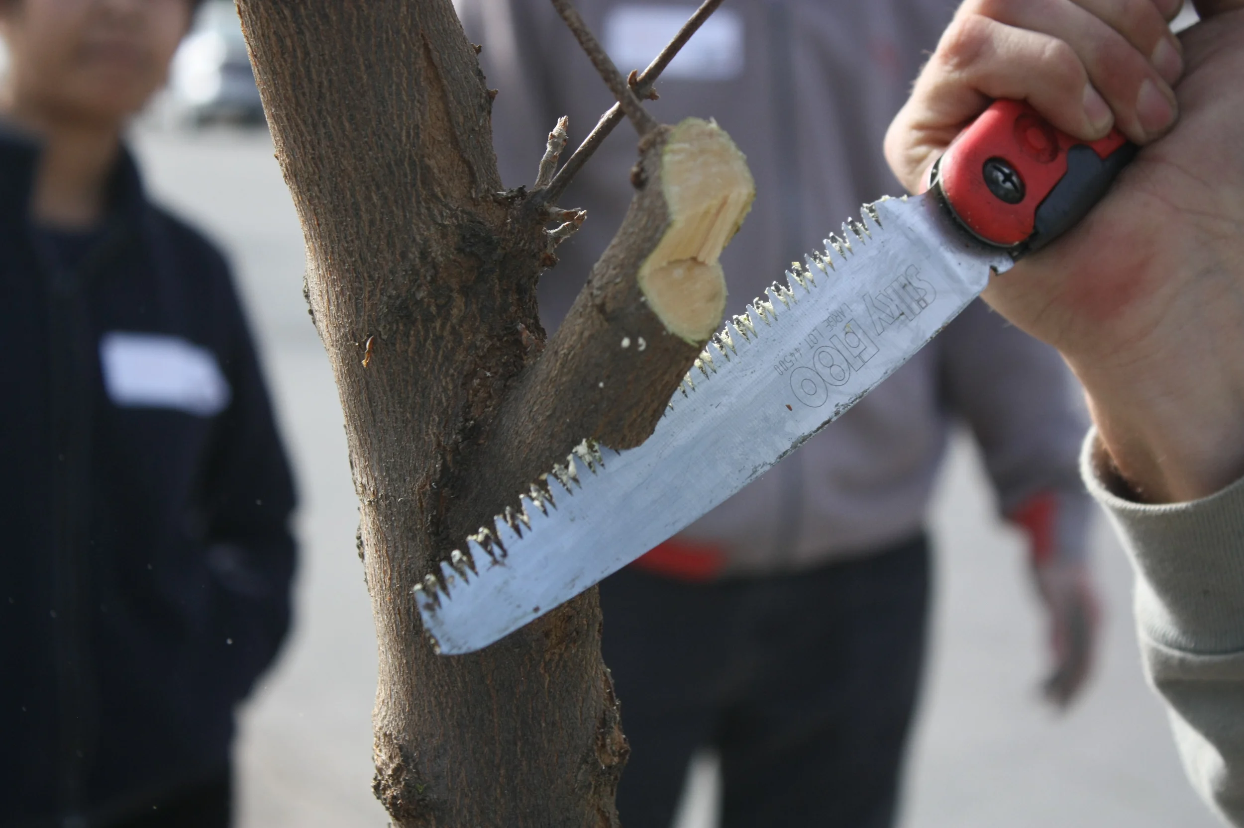 Burbank Tree Care 2:18:12IMG_8665.JPG