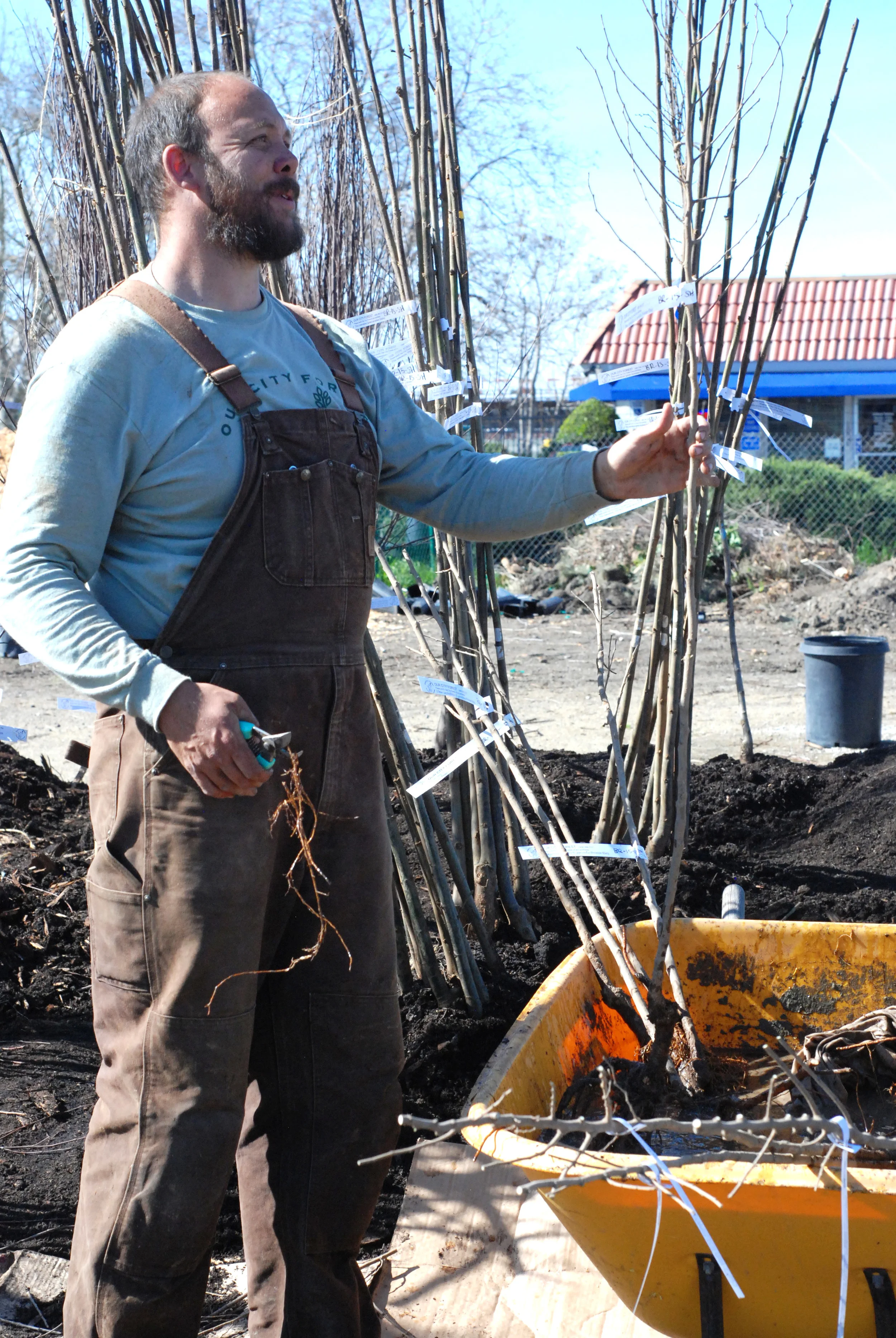  Nursery manager Ben Heinstein pruning the bare roots. 