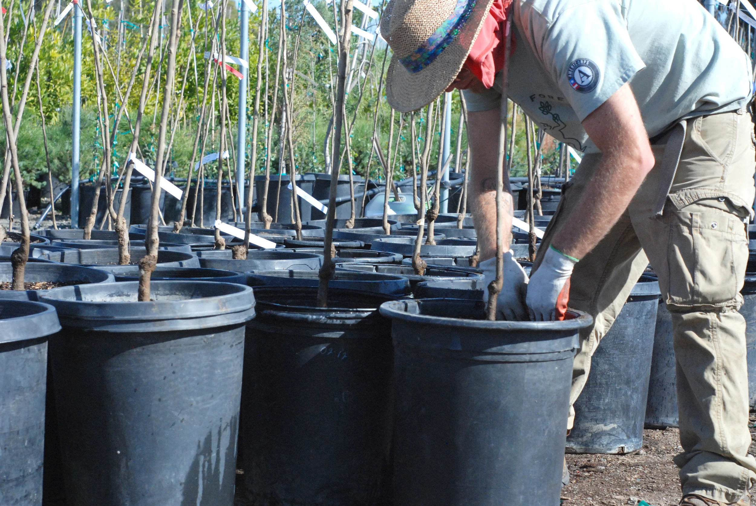 900 trees were potted by out nursery staff and volunteers.