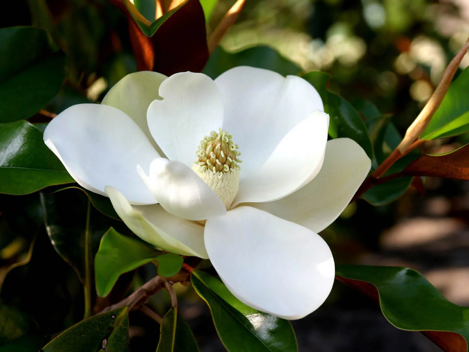 Tree of the Month: Magnoila