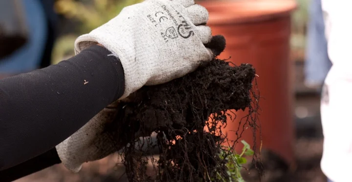 Bare Roots at the Nursery