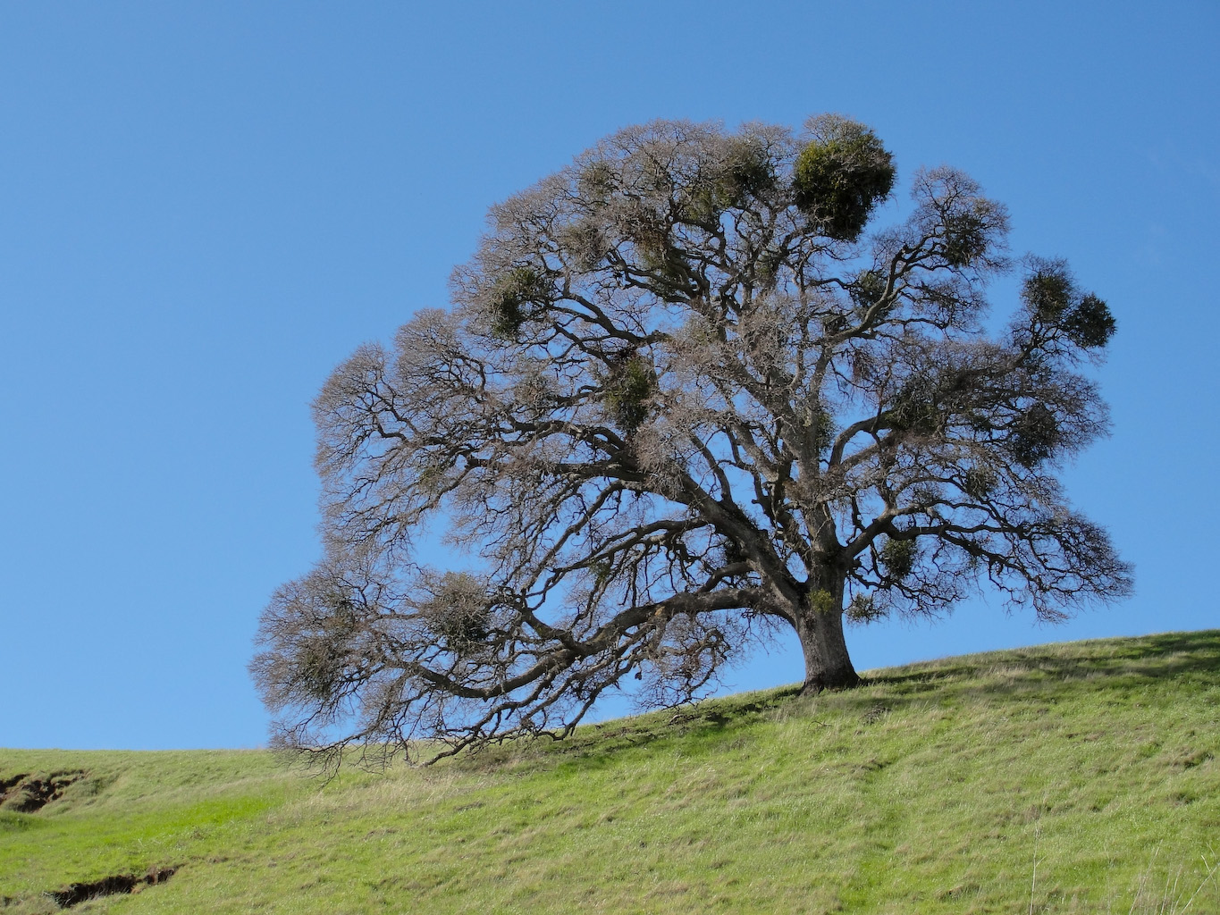 A mature Valley Oak will use less water annually than an average suburban lawn. 