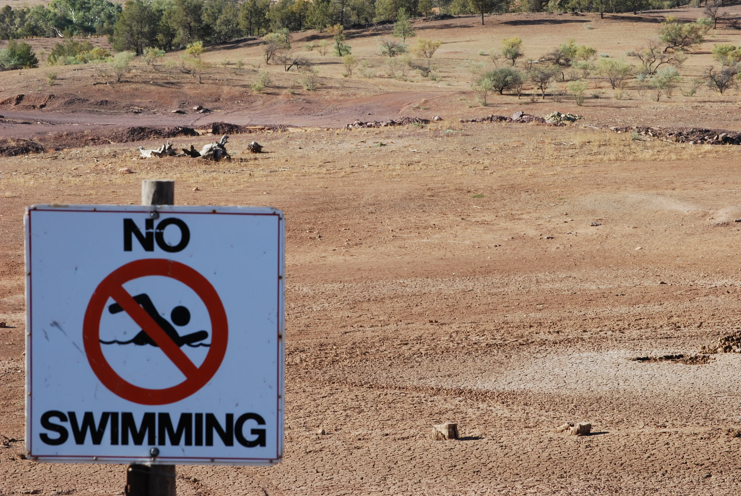 Why Planting Trees During a Drought Is a GREAT Idea!