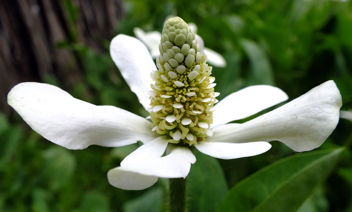 From: phytoimages.siu.edu/ A Yerba Mansa flower in full bloom