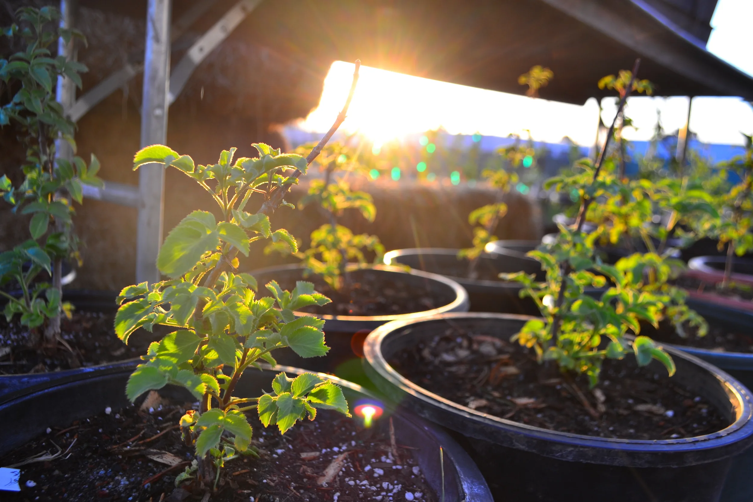 Honoring a Tree Hero