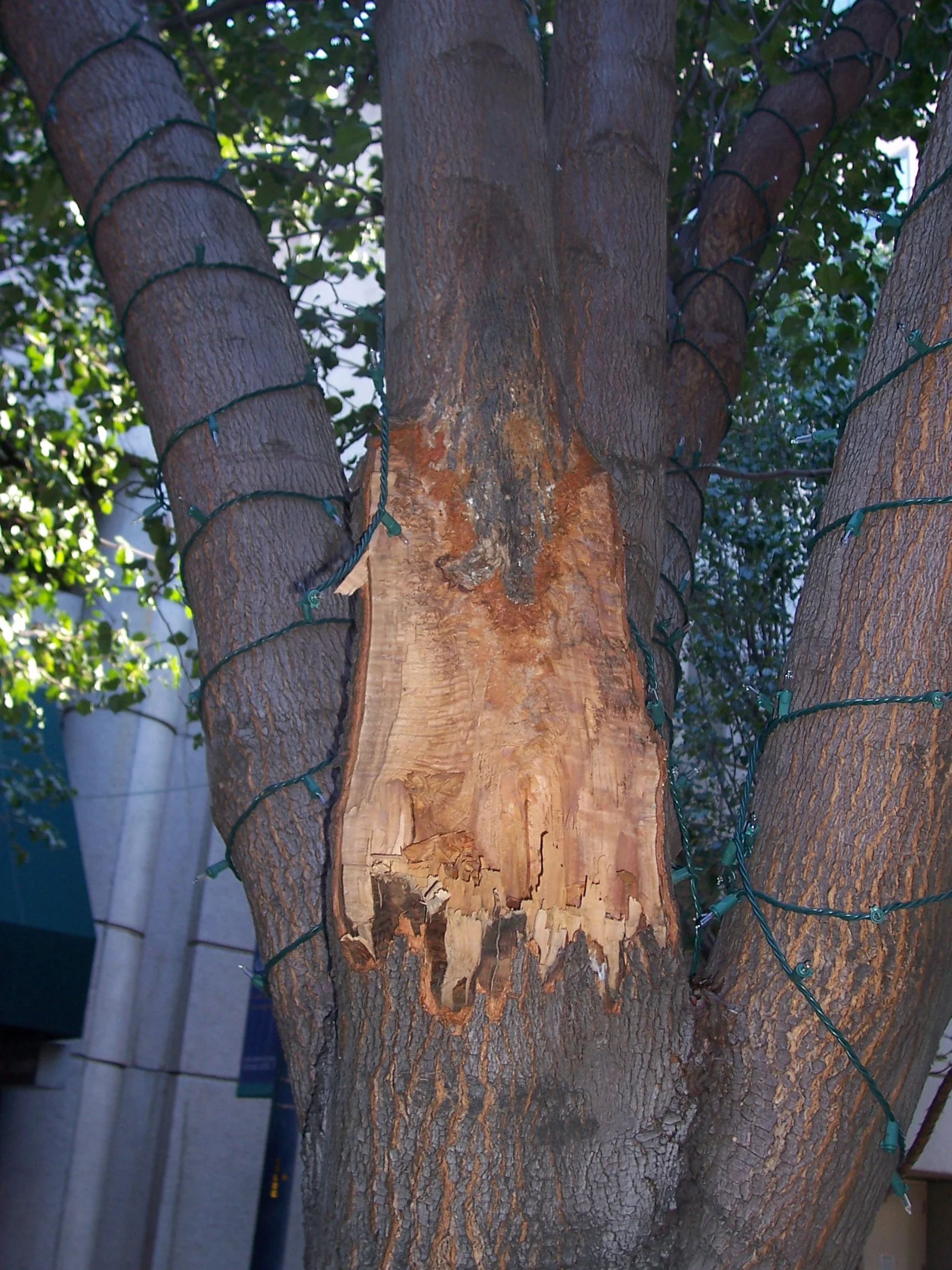 Pictured: A damaged tree covered in lights is a fall and fire hazard. 