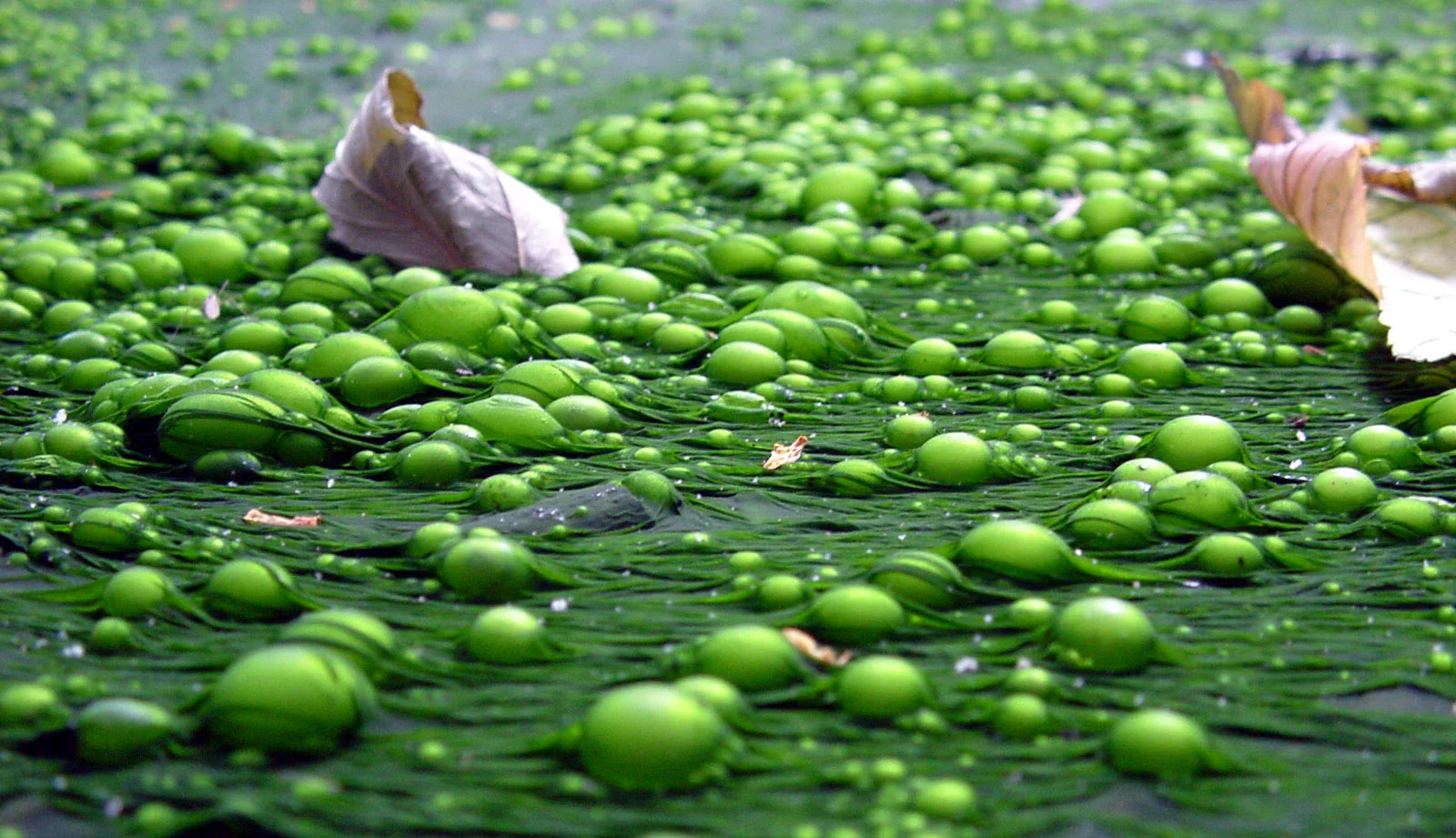 An algal bloom caused by eutrophication off San Diego. 