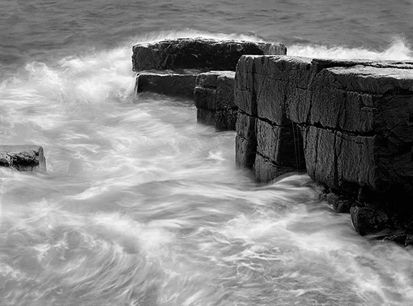 Everything You Wanted to Know About Plants Part 2: The Conquest of Land