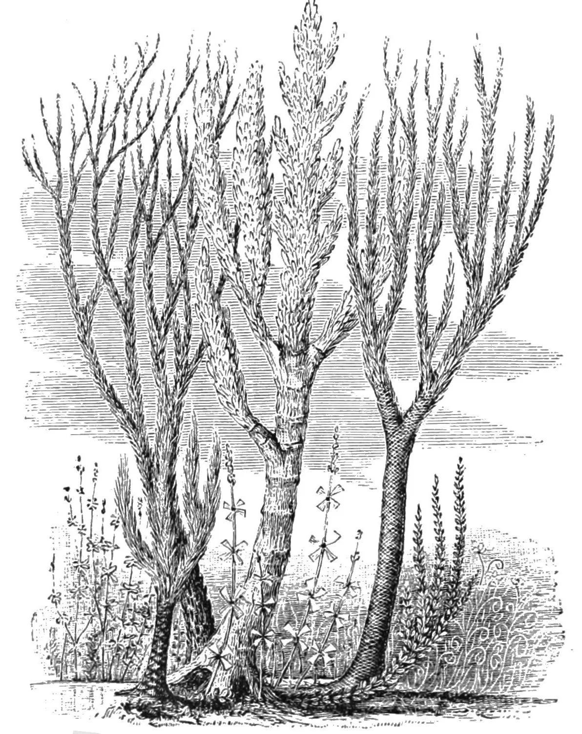 Everything You Ever Wanted To Know About Plants Part 3: A Forest to be Reckoned With
