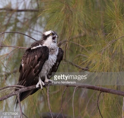 This bird is shocked that pine needles are leaves. Photo by john henderson/iStock / Getty Images