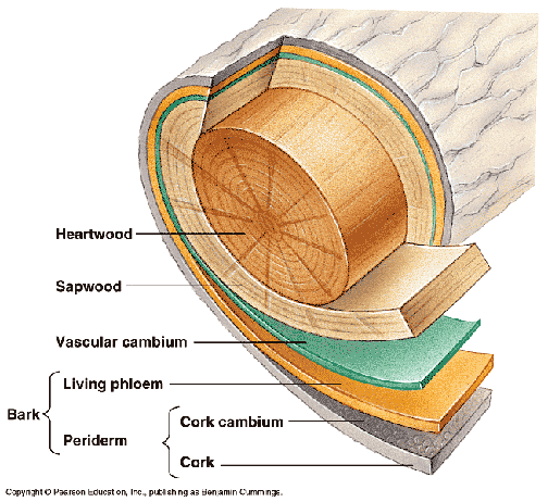 Cross section of a mature, woody tree ( Source )