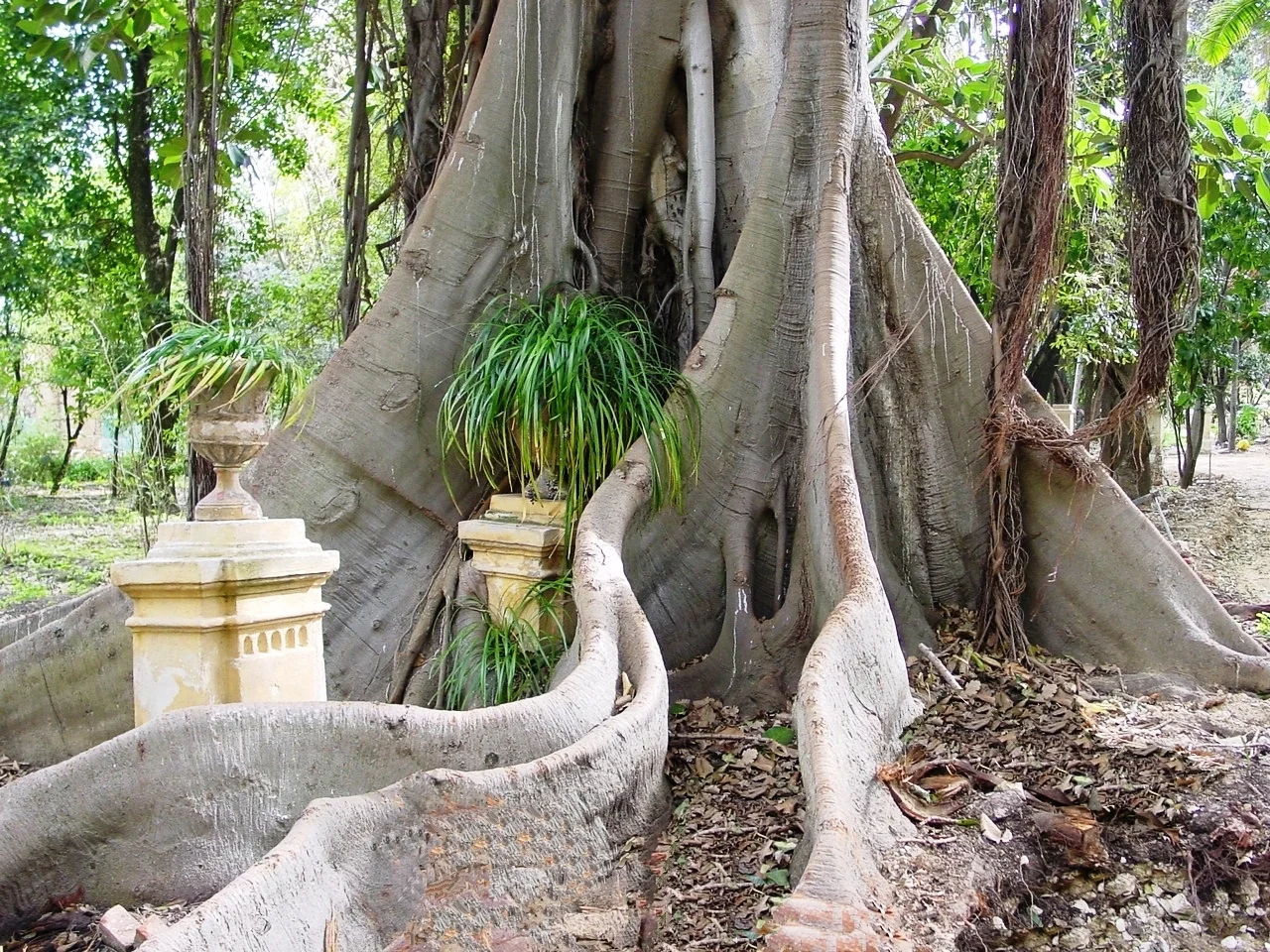 The buttress roots of a Ficus macrophylla tree in Paloma. Roots can get seriously large. ( Source )