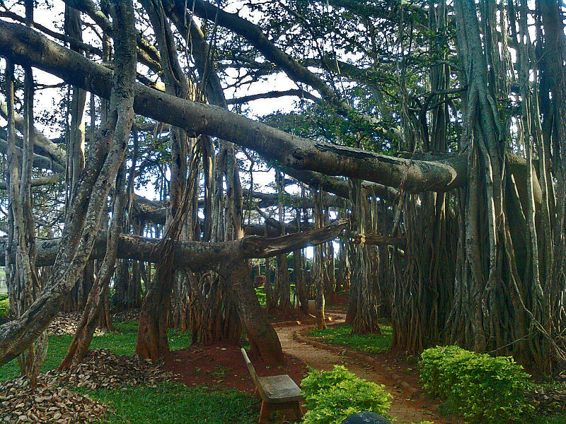 Wikipedia once again provides an appropriate image. "Big Banyan Tree at Bangalore" by Kiran Gopi
