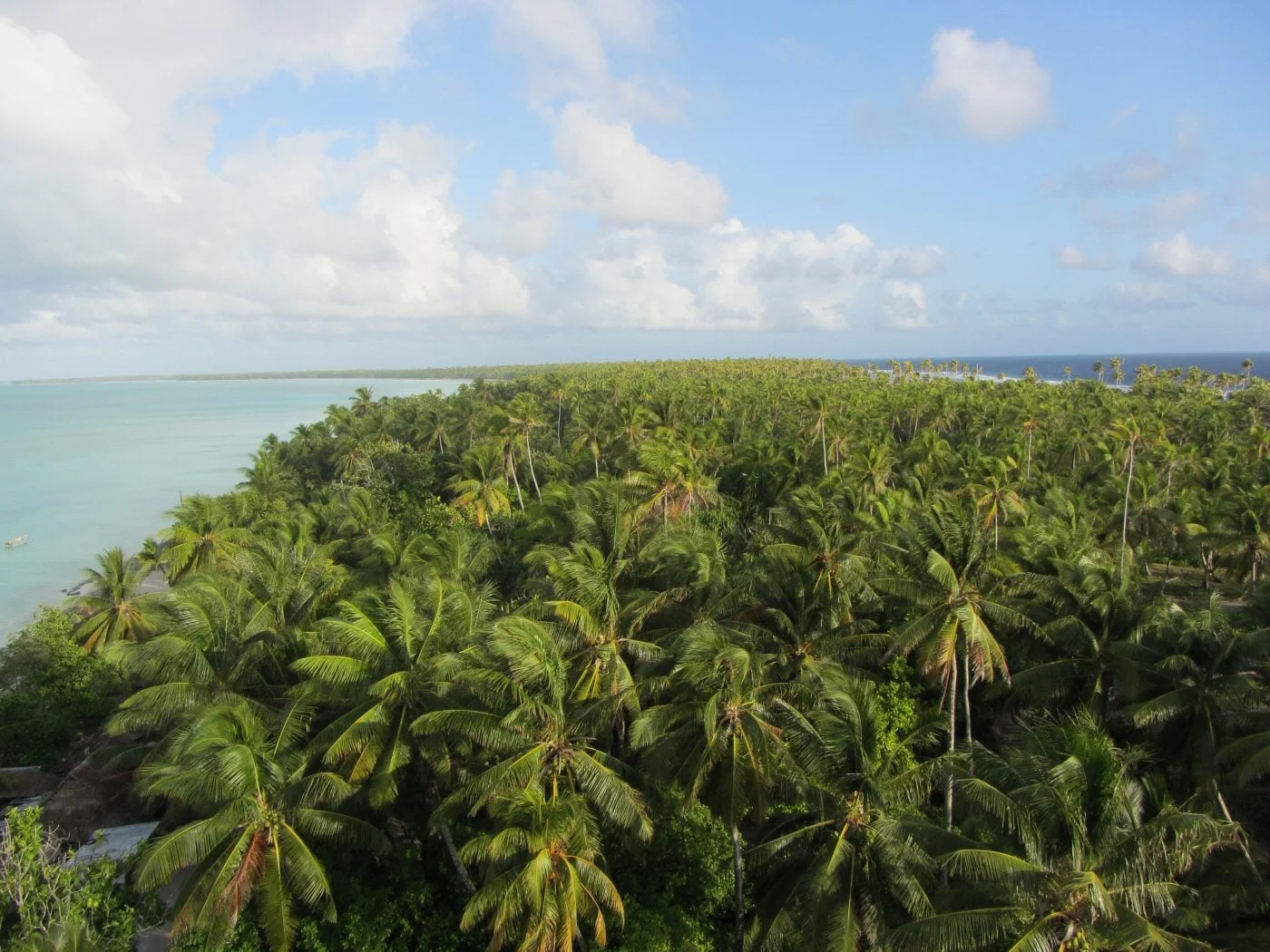 A beautiful palm forest with no trees in sight. "Abaiang top view" by Flexman - Own work. Licensed under CC BY-SA 3.0 via Wikimedia Commons 