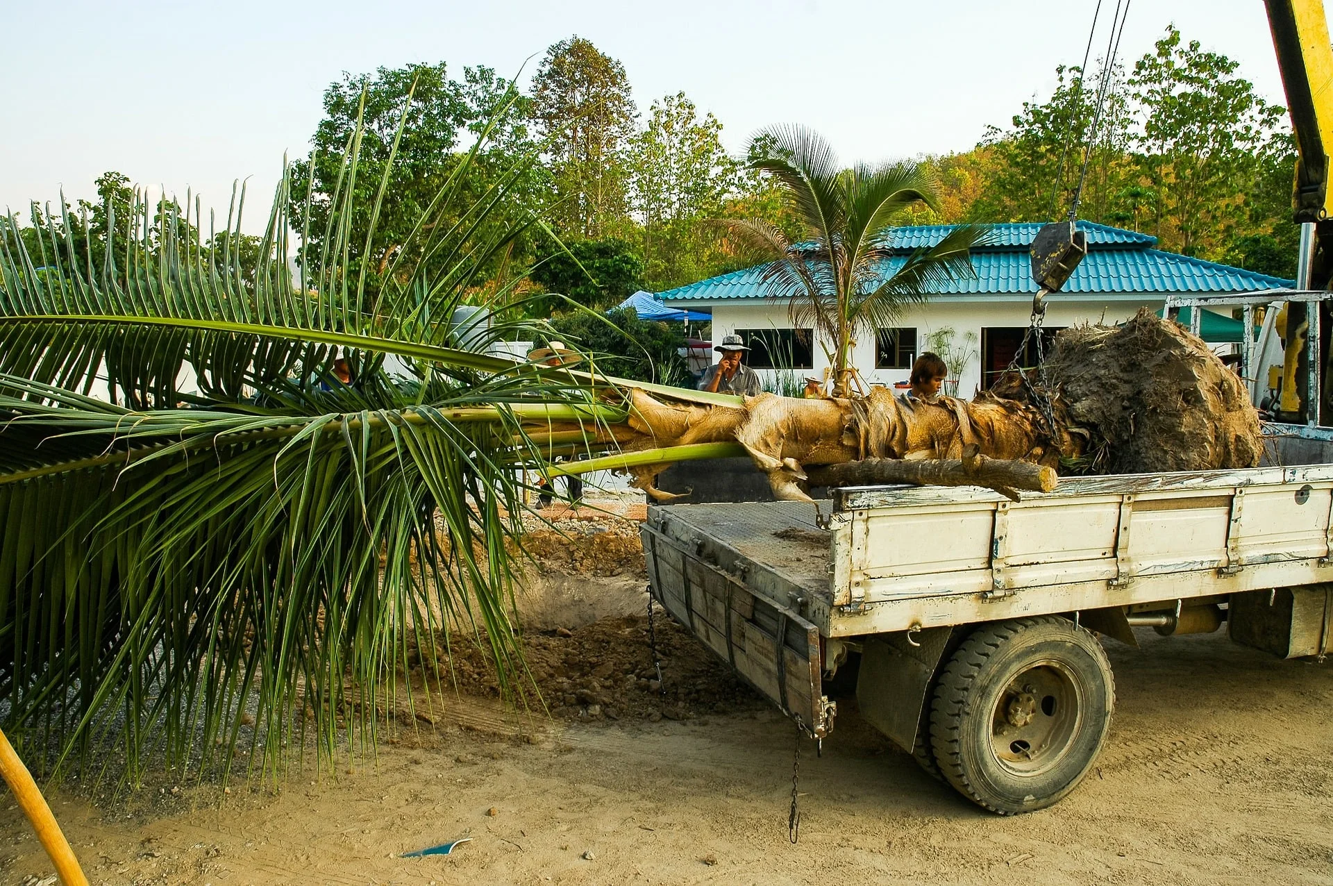 Just toss that tree on the back of your truck man. The shallow root structure also makes them susceptible to theft (note: not actual theft in the picture). 