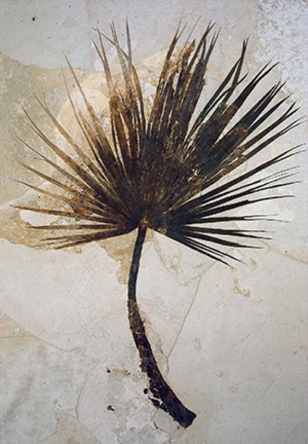 A palm fossil courtesy of the US government. (Click through for source)