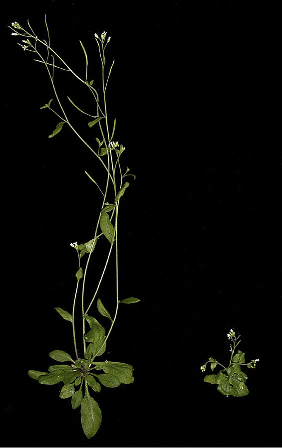 This is what it looks like when cytokinin runs rampant without an auxin to say "slow down". ( Source: By William M. Gray - Gray WM (2004) Hormonal Regulation of Plant Growth and Development. PLoS Biol 2(9) )