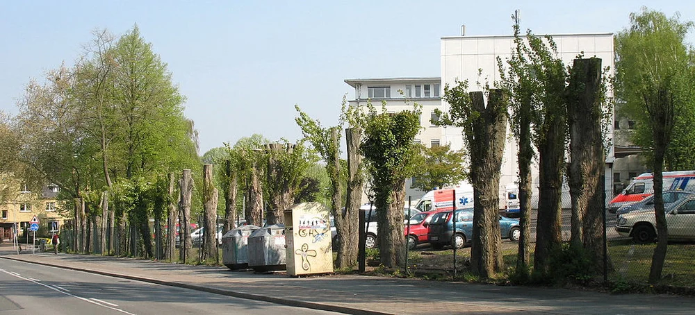 Don T Top That Tree Here S 5 Steps For Safe Structural Pruning Our City Forest