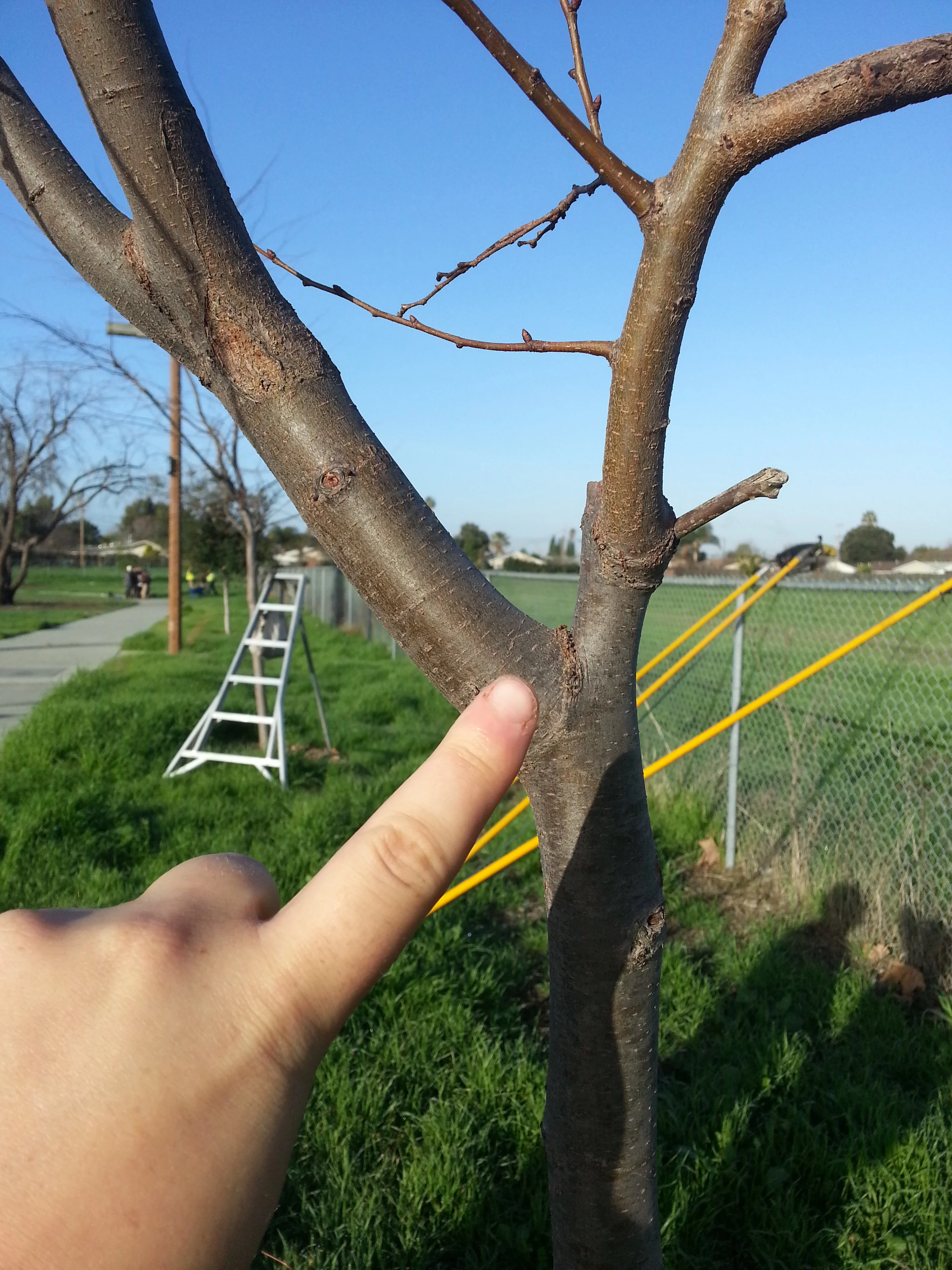 Branches lower than the lowest permanent branch that exceed 1/3 of the trunk's width should be removed. 
