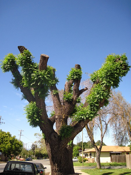 Tree topping has the added benefit of looking hideous in addition to nearly killing your tree. 