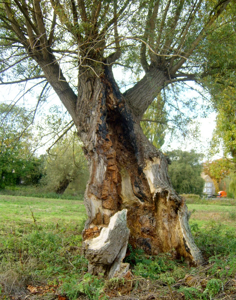 Decay, like this, is a sure sign that a tree is in danger of failing. (Source: James Bowe under CC ) 
