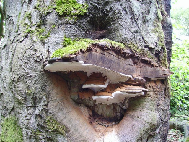 Fungi like this can indicate a problem within the tree. (Source: Newbiggin Hall Scouts under a CC license ) 