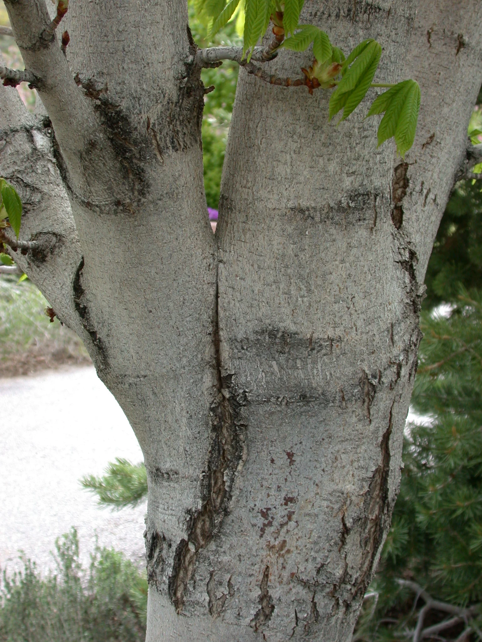 what is the base of the tree called