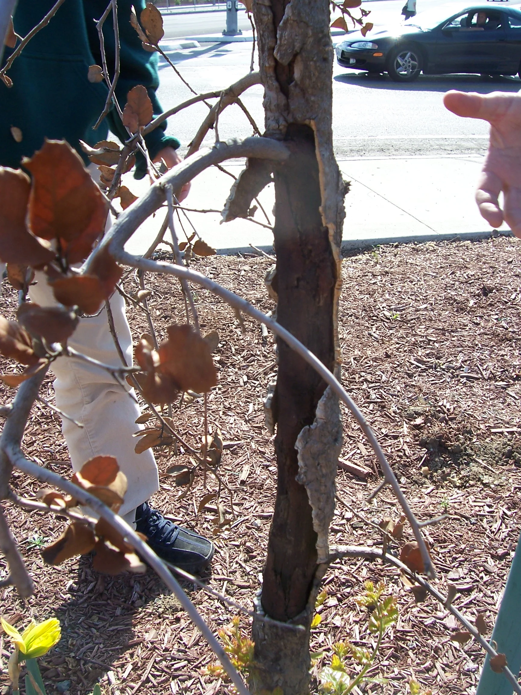 This canker was caused by a vehicle collision. 