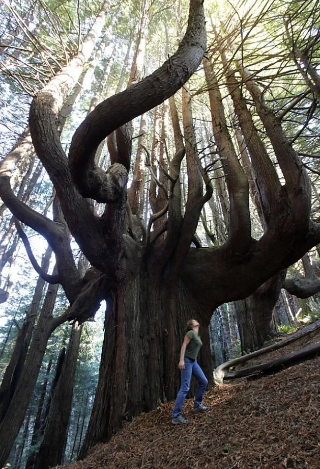 Redwoods can develop complex structure, providing additional canopy habitat. ( Source )