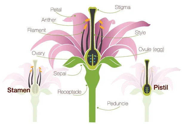 Flower anatomy, fruits develop from fertilized ovaries. The tissue surrounding the ovules is the pericarp. (By ProFlowers ( website ) via a CC 2.0 license )