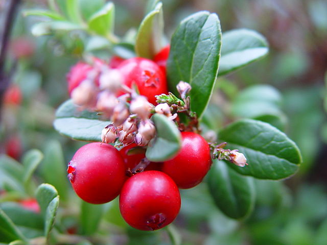 Berries! (Lingonberries by Philip Gabrielsen via CC 2.5 )