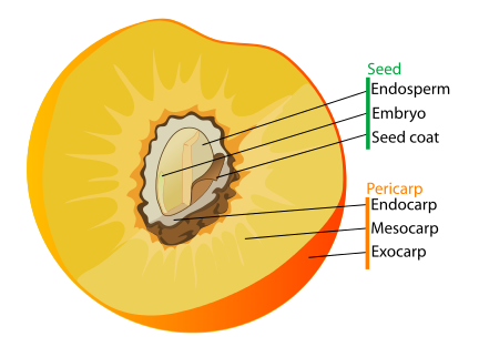 Drupe anatomy as drawn by the Public Domain