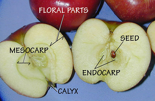 Apples: The Type Pome