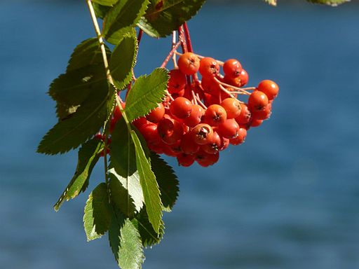 Toyon