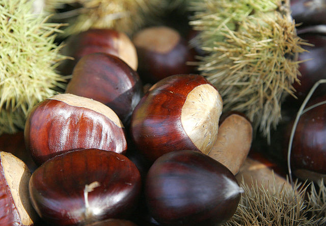 Chestnuts are the most honest nuts in that they are both botanical and culinary nuts. (By Fir0002 - Own work, GFDL 1.2)