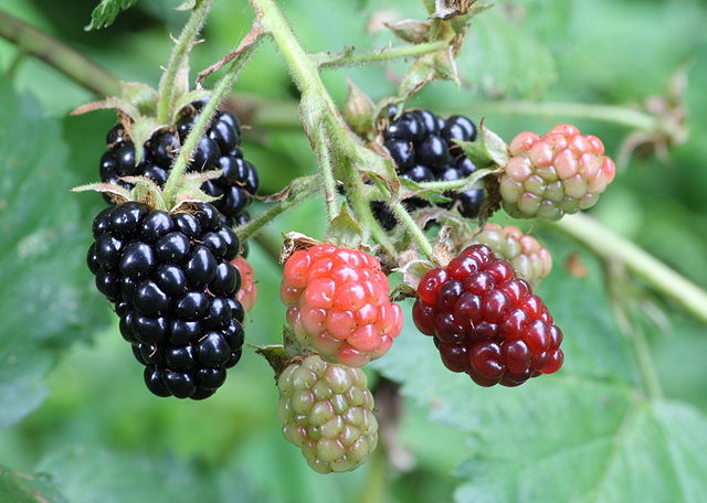Aggregate "blackberries" are actually clusters of drupes multi-ovary flowers. (Ragesoss - Own work CC BY-SA 3.0)