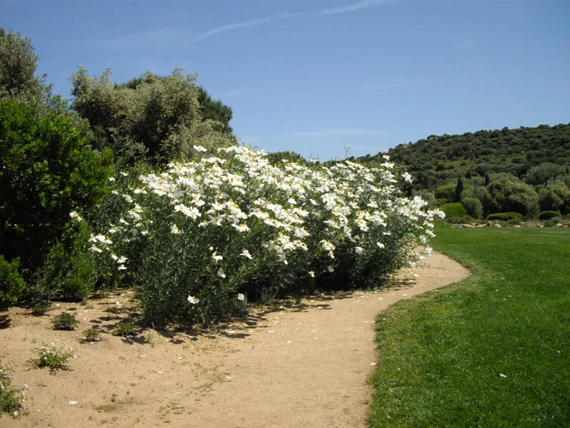 By Ghislain118 (Own work) CC BY-SA 3.0 via Wikimedia Commons