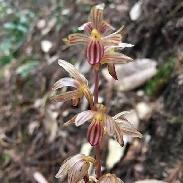 Coral Root: Parasite in the Redwood Forest
