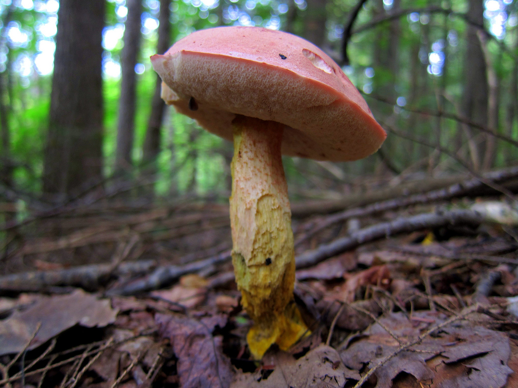 Tylophilus , one of the many mycorrhizal fungi that can be parasitized coral root. (By Charles de Mille-Isles , CC 2.0 generic) 
