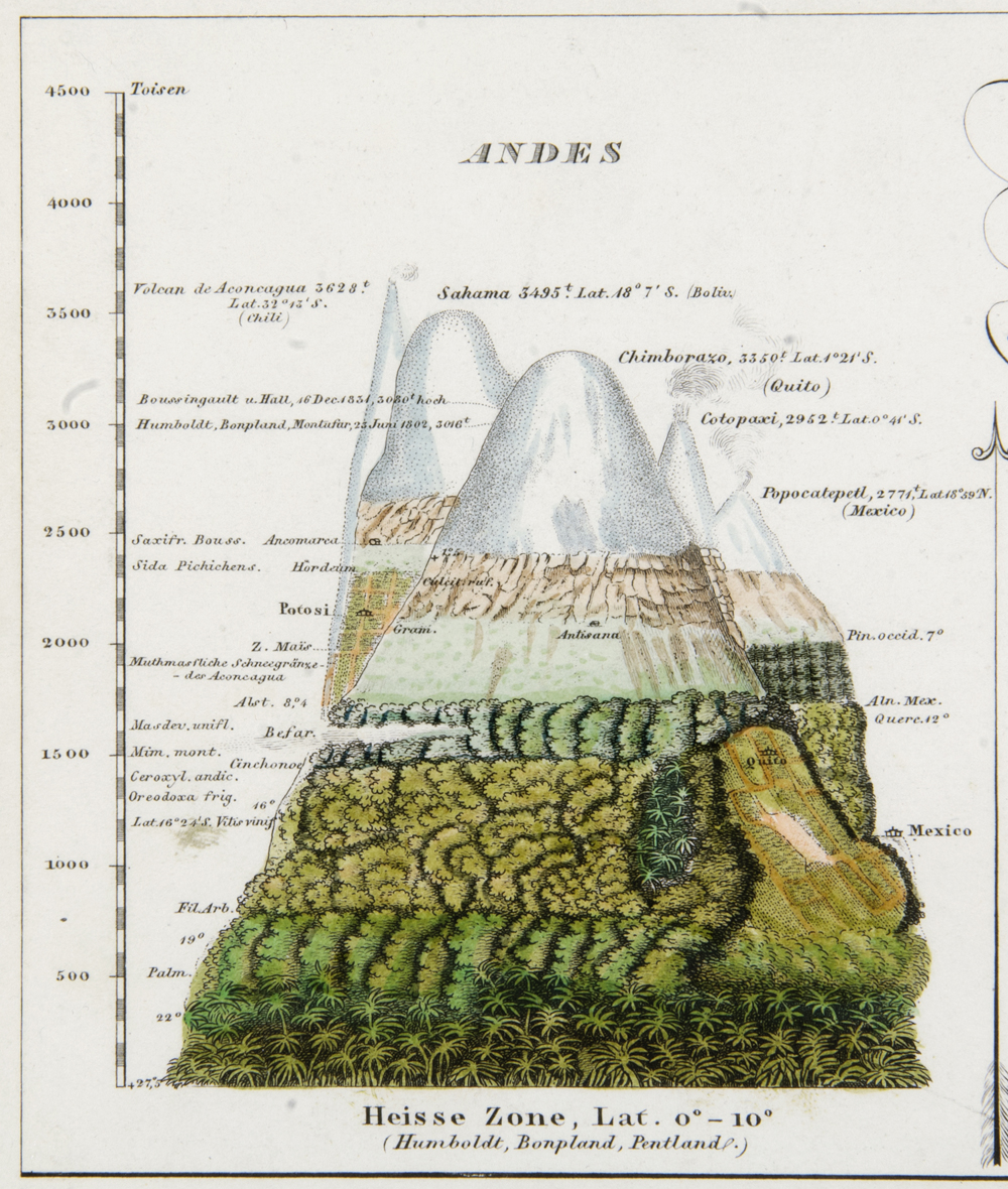  A more general map of different plant communities in the Andes. Humboldt catalogs the transition between different types of forest, from rainforest to palm forests to pines and beyond the tree line. ( source )&nbsp; 