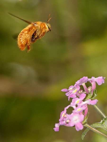 A male Valley Carpenter angles in toward a flower. (By Mfield, Matthew Field , GFDL 1.2 )