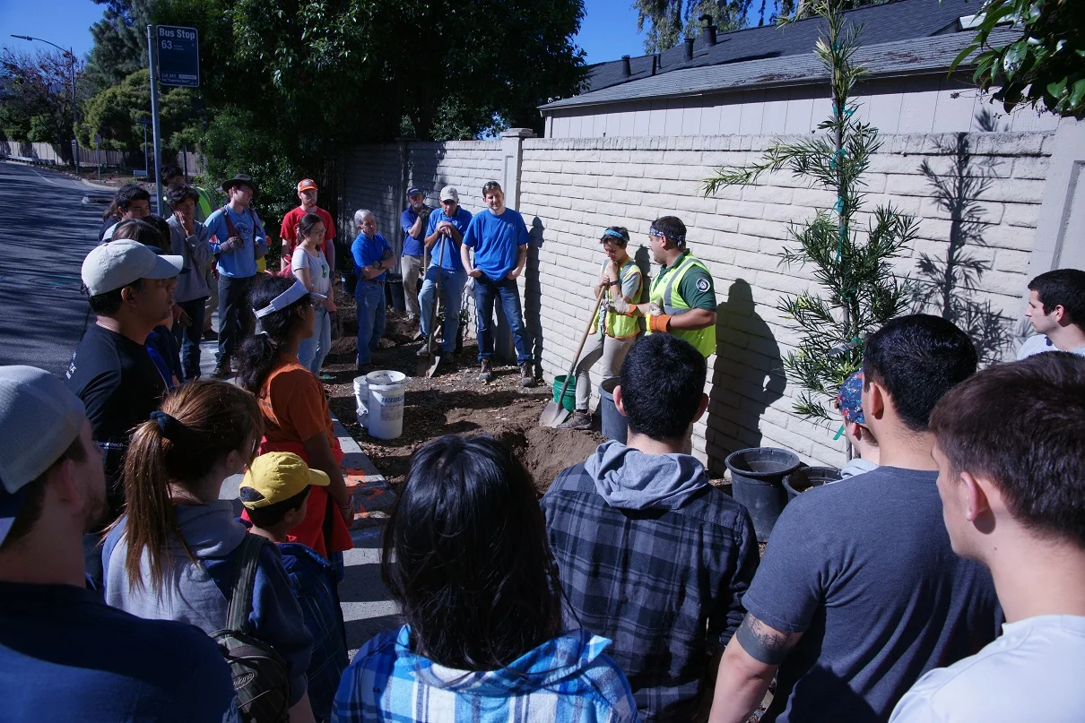 23 of Our Trees Were Cut Down: What Now?