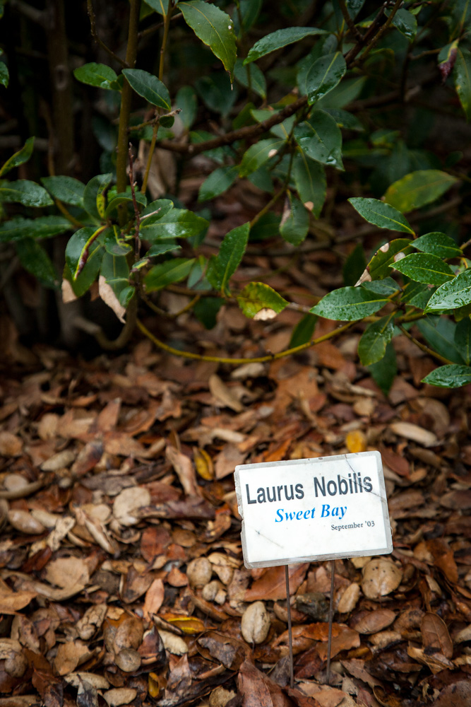 As of March, 2009, the garden has some 110 different drought-tolerant, neatly-labeled species.