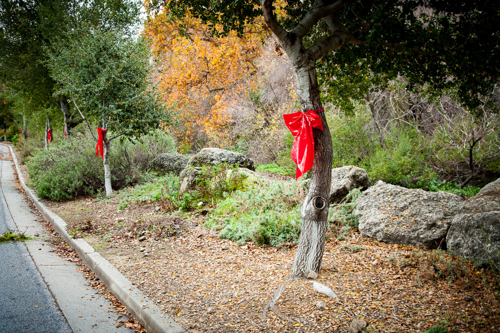 126 native trees line Capitancillos Drive near Pat's home, planted by Oak Canyon residents in cooperation with Our City Forest.