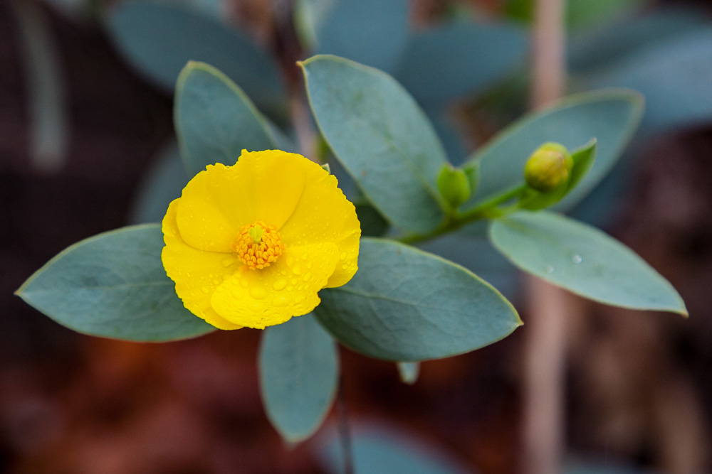 Pat has added color and interest to the neighborhood with wild flowers, such as this fine example of Dendromecon harfordii ( Island brush poppy ).