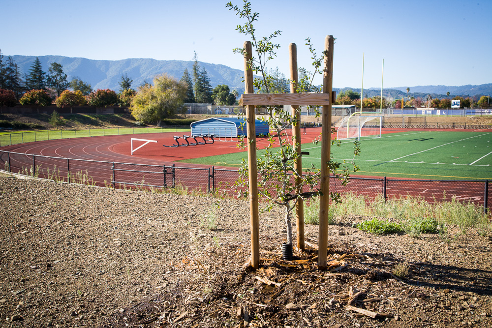 Quercus douglasii overlooking the track and football field Branham High School.