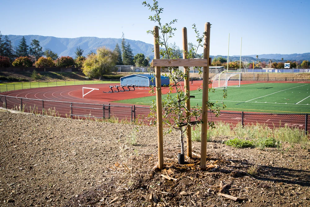 Quercus douglasii overlooking the track and football field Branham High School.